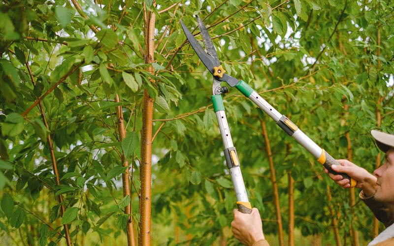 Tree trimming in Fortuna, ND