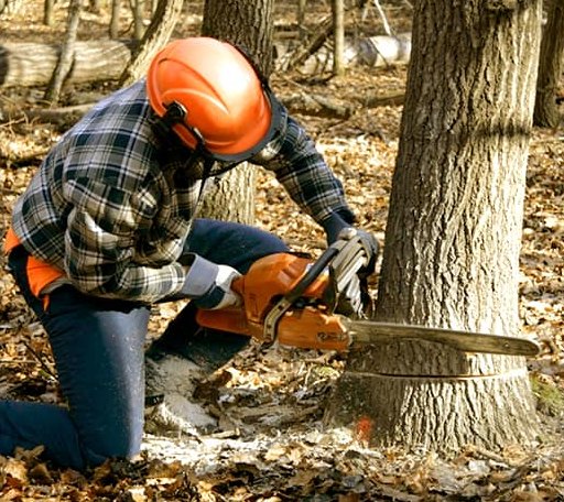 Tree Removal in Fortuna, ND